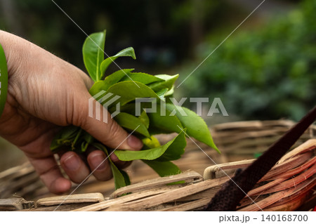 Hand picking green tea leaves on farm Hand picking green tea leaves on farm 140168700