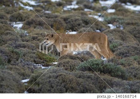 Cougar walking in mountain environment, Torres del Paine National Park, Patagonia, Chile. Cougar walking in mountain environment, Torres del Paine National Park, Patagonia, Chile. 140168714
