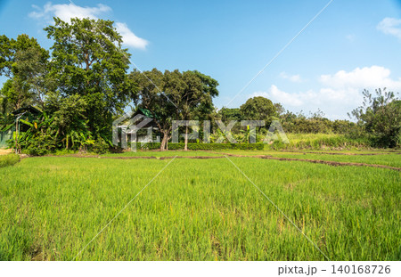 Rice fields among the tropical greenery of Sri Lanka 140168726