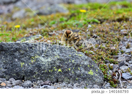 岩の周りを歩く雷鳥のヒナ 岩の周りを歩く雷鳥のヒナ 140168793
