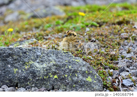 岩の周りを歩く雷鳥のヒナ 岩の周りを歩く雷鳥のヒナ 140168794