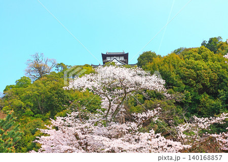 愛知県犬山市、犬山城と桜の風景 愛知県犬山市、犬山城と桜の風景 140168857