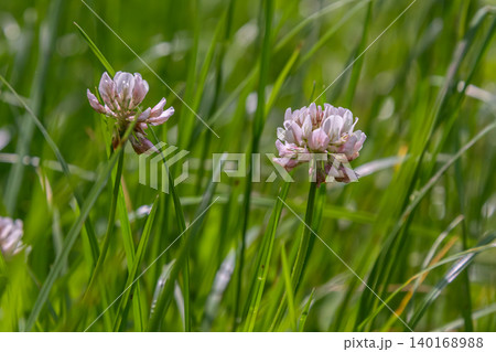 White clover blossoms thrive among lush green grass on a sunny day in a natural meadow environment White clover blossoms thrive among lush green grass on a sunny day in a natural meadow environment 140168988