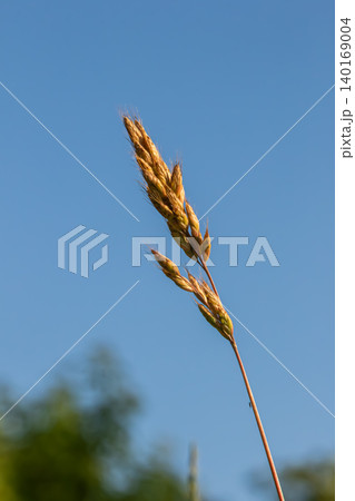 Smooth brome grass stands tall against a clear blue sky in a tranquil landscape during late summer Smooth brome grass stands tall against a clear blue sky in a tranquil landscape during late summer 140169004