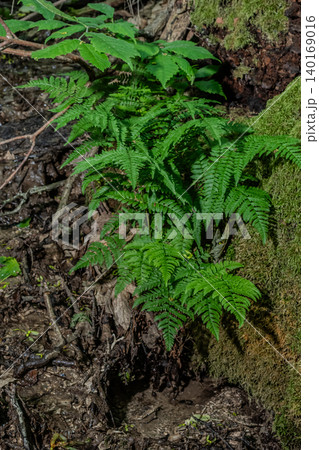 Male fern Dryopteris filix-mas thrives in woodland environment with lush green fronds showcasing vitality against a backdrop of damp earth and moss Male fern Dryopteris filix-mas thrives in woodland environment with lush green fronds showcasing vitality against a backdrop of damp earth and moss 140169016