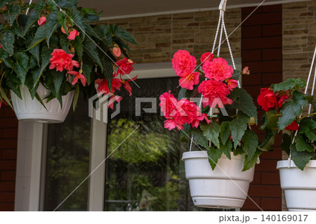 Stunning begonia plants in hanging baskets brighten up a porch with vibrant pink blooms and green foliage during a sunny afternoon Stunning begonia plants in hanging baskets brighten up a porch with vibrant pink blooms and green foliage during a sunny afternoon 140169017