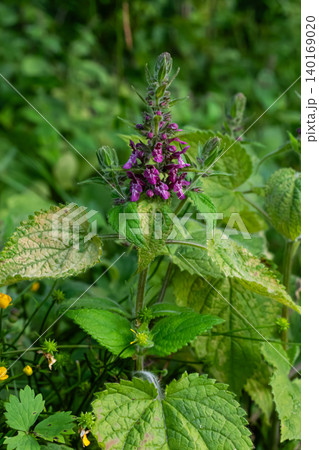 Stachys sylvatica blooms in a lush green environment showcasing vibrant purple flowers during late spring near a woodland area Stachys sylvatica blooms in a lush green environment showcasing vibrant purple flowers during late spring near a woodland area 140169020