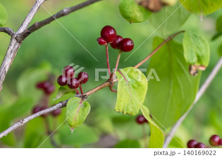 Fly honeysuckle Lonicera xylosteum showcases vibrant red berries against lush green foliage in a natural setting 140169022