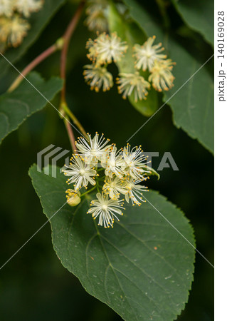 Fragrant yellowish-white flowers of Tilia cordata bloom on a Small-leaved Lime tree in a serene natural setting during summertime Fragrant yellowish-white flowers of Tilia cordata bloom on a Small-leaved Lime tree in a serene natural setting during summertime 140169028