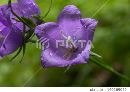 Peach-leaved bellflower blooms in vibrant purple adorned with raindrops under soft natural light nestled among green foliage in a peaceful garden 140169033