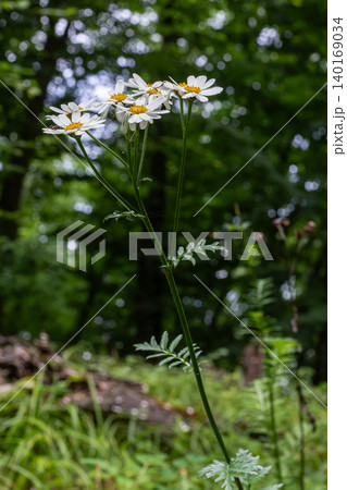 Feverfew flowers display their delicate white petals in a lush green forest setting during summer 140169034