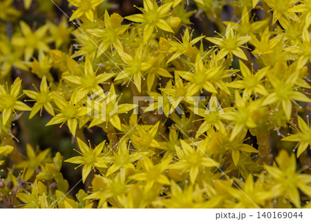 Vibrant blooming sedum acre showcases bright yellow flowers in a lush outdoor setting during springtime Vibrant blooming sedum acre showcases bright yellow flowers in a lush outdoor setting during springtime 140169044