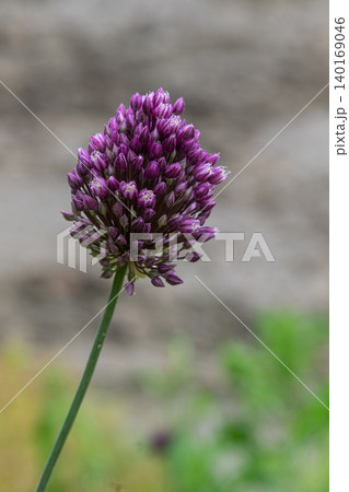 Round-headed leek blooms in vibrant purple during the spring season showcasing its unique round flower head against a blurred background Round-headed leek blooms in vibrant purple during the spring season showcasing its unique round flower head against a blurred background 140169046