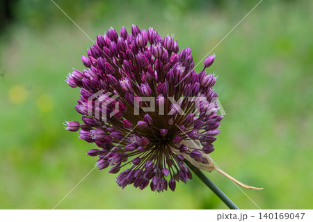 Round-headed leek blooms brightly in a lush green garden showcasing its unique spherical flower structure during the spring season 140169047