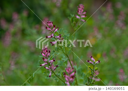 Common fumitory blooming in a vibrant field during springtime showcasing delicate pink flowers and lush green foliage 140169051