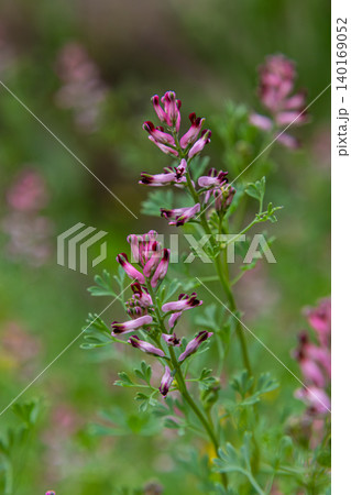 Common Fumitory blooms in a green field showcasing delicate pink flowers with dark tips during springtime 140169052