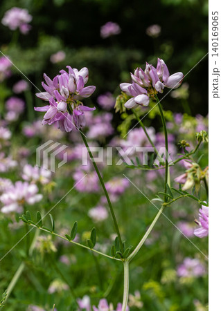 Beautiful blooming Securigera varia showcasing delicate pink flowers in a lush green meadow under soft sunlight Beautiful blooming Securigera varia showcasing delicate pink flowers in a lush green meadow under soft sunlight 140169065