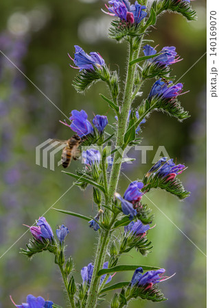 Echium vulgare blooms attract bees during summer in a vibrant meadow rich with wildflowers Echium vulgare blooms attract bees during summer in a vibrant meadow rich with wildflowers 140169070