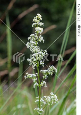 Bright white flowers of Galium album thriving in a lush green meadow during the early morning light Bright white flowers of Galium album thriving in a lush green meadow during the early morning light 140169073