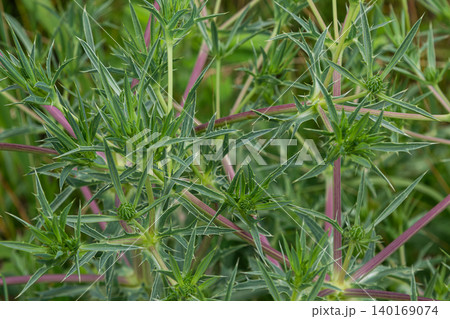 Field Eryngo showcases unique green spiky foliage and distinctive purple stems in a natural habitat during summer months Field Eryngo showcases unique green spiky foliage and distinctive purple stems in a natural habitat during summer months 140169074