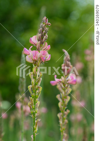 Common Sainfoin blooms in a lush green field showcasing vibrant pink flowers and lush foliage during a sunny day in late spring Common Sainfoin blooms in a lush green field showcasing vibrant pink flowers and lush foliage during a sunny day in late spring 140169079