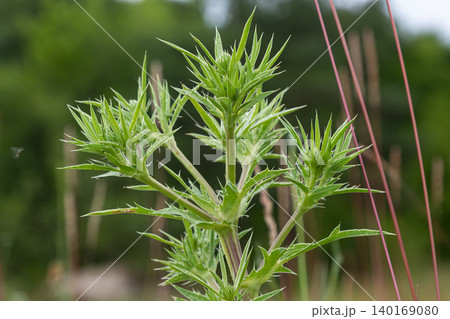 Field Eryngo showcases its sharp leaves in a vibrant green landscape during the peak of summer in a natural habitat Field Eryngo showcases its sharp leaves in a vibrant green landscape during the peak of summer in a natural habitat 140169080