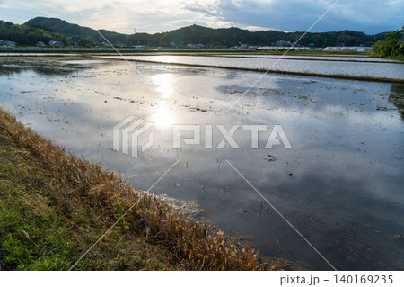 静岡県の夕方の水田に太陽と雲が反射する田植え後の風景 静岡県の夕方の水田に太陽と雲が反射する田植え後の風景 140169235
