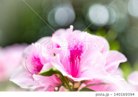 陽だまりのつつじの花 140169394