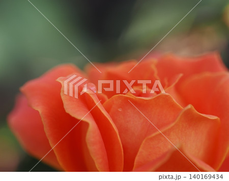 7月のバラ園でマクロ撮影した人参色の薔薇の花びらに寄り添う透明な雫 7月のバラ園でマクロ撮影した人参色の薔薇の花びらに寄り添う透明な雫 140169434