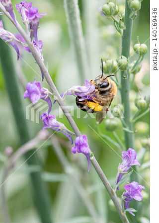薄紫色の花の蜜を吸うフワフワな毛が可愛いニッポンヒゲナガハナバチ 薄紫色の花の蜜を吸うフワフワな毛が可愛いニッポンヒゲナガハナバチ 140169436