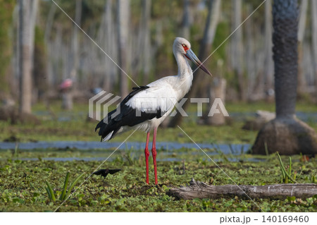 Maguari Stork, La Estrella marsh, Nature Reserve, Formosa Province, Argentina. Maguari Stork, La Estrella marsh, Nature Reserve, Formosa Province, Argentina. 140169460