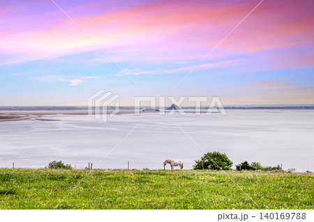 horse in a field with sea and Mont saint Michel horse in a field with sea and Mont saint Michel 140169788