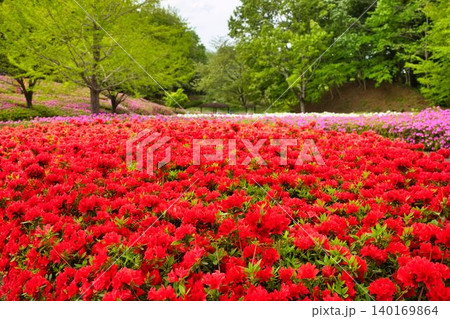 森まで続く色彩豊かなつつじの花 140169864