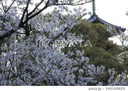 桜咲く三渓園 桜咲く三渓園 140169929