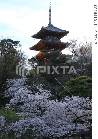 桜咲く三渓園 桜咲く三渓園 140169933