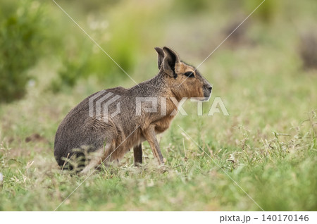 Patagonian Cavi.Peninsula de Valdes 140170146
