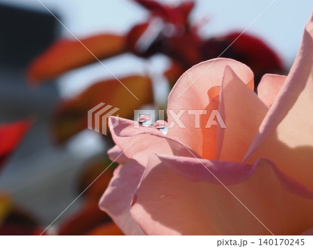 7月のバラ園でマクロ撮影した淡いピンクの薔薇の花びらに並ぶ透明な雫 140170245