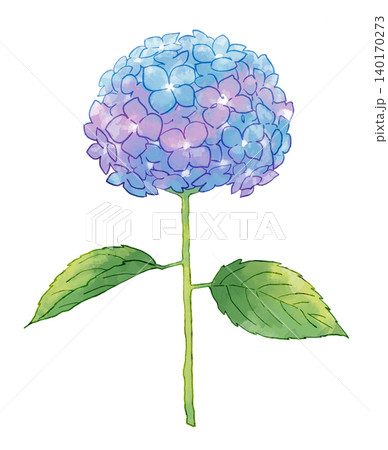 水彩で描いた紫陽花 水彩で描いた紫陽花 140170273