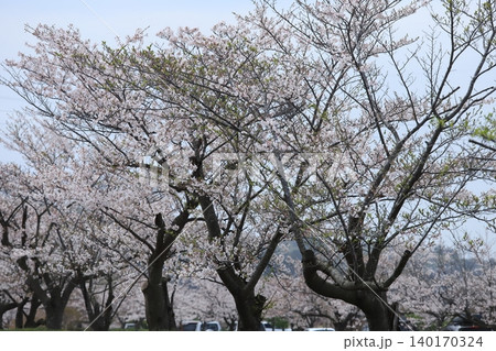 鎌倉の桜並木 140170324