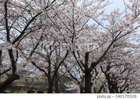 鎌倉の桜並木 鎌倉の桜並木 140170329