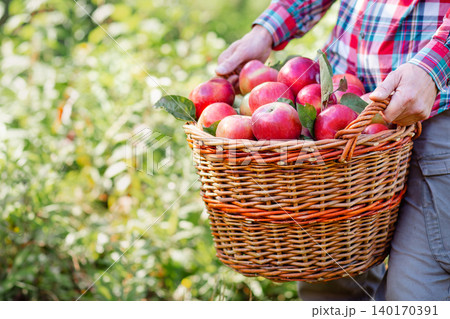 Farmer man holding wicker basket full freshly picked apples orchard during bright autumn harvest Farmer man holding wicker basket full freshly picked apples orchard during bright autumn harvest 140170391