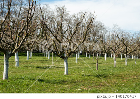 Apricot orchard with whitewashed tree trunks in spring garden. Apricot orchard with whitewashed tree trunks in spring garden. 140170417