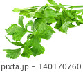 Fresh green celery leaves isolated. organic garden vegetable, perfect for healthy cooking, vegan diet, and culinary nutrition concepts. 140170760