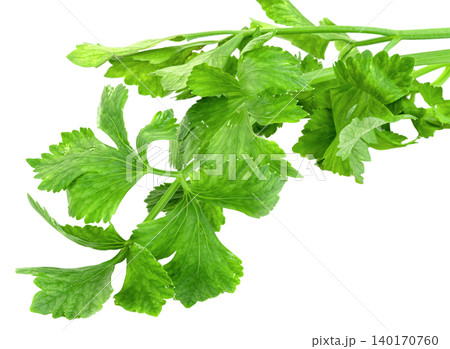 Fresh green celery leaves isolated. organic garden vegetable, perfect for healthy cooking, vegan diet, and culinary nutrition concepts. Fresh green celery leaves isolated. organic garden vegetable, perfect for healthy cooking, vegan diet, and culinary nutrition concepts. 140170760