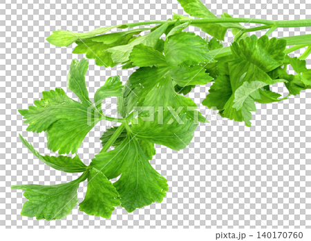 Fresh green celery leaves isolated. organic garden vegetable, perfect for healthy cooking, vegan diet, and culinary nutrition concepts. Fresh green celery leaves isolated. organic garden vegetable, perfect for healthy cooking, vegan diet, and culinary nutrition concepts. 140170760