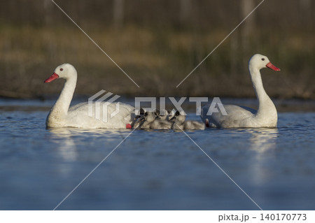 Coscoroba swans in lagoon envirinment, La Pampa Coscoroba swans in lagoon envirinment, La Pampa 140170773