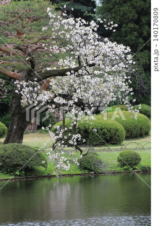 東京都心の満開桜 東京都心の満開桜 140170809