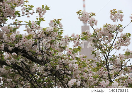 東京都心の満開桜 東京都心の満開桜 140170811