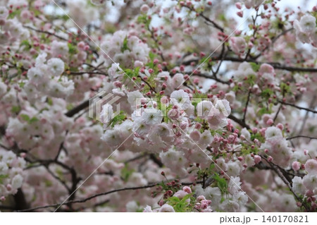 東京都心の満開桜 東京都心の満開桜 140170821