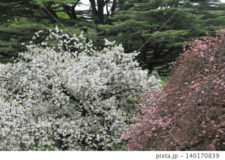 東京都心の満開桜 東京都心の満開桜 140170839